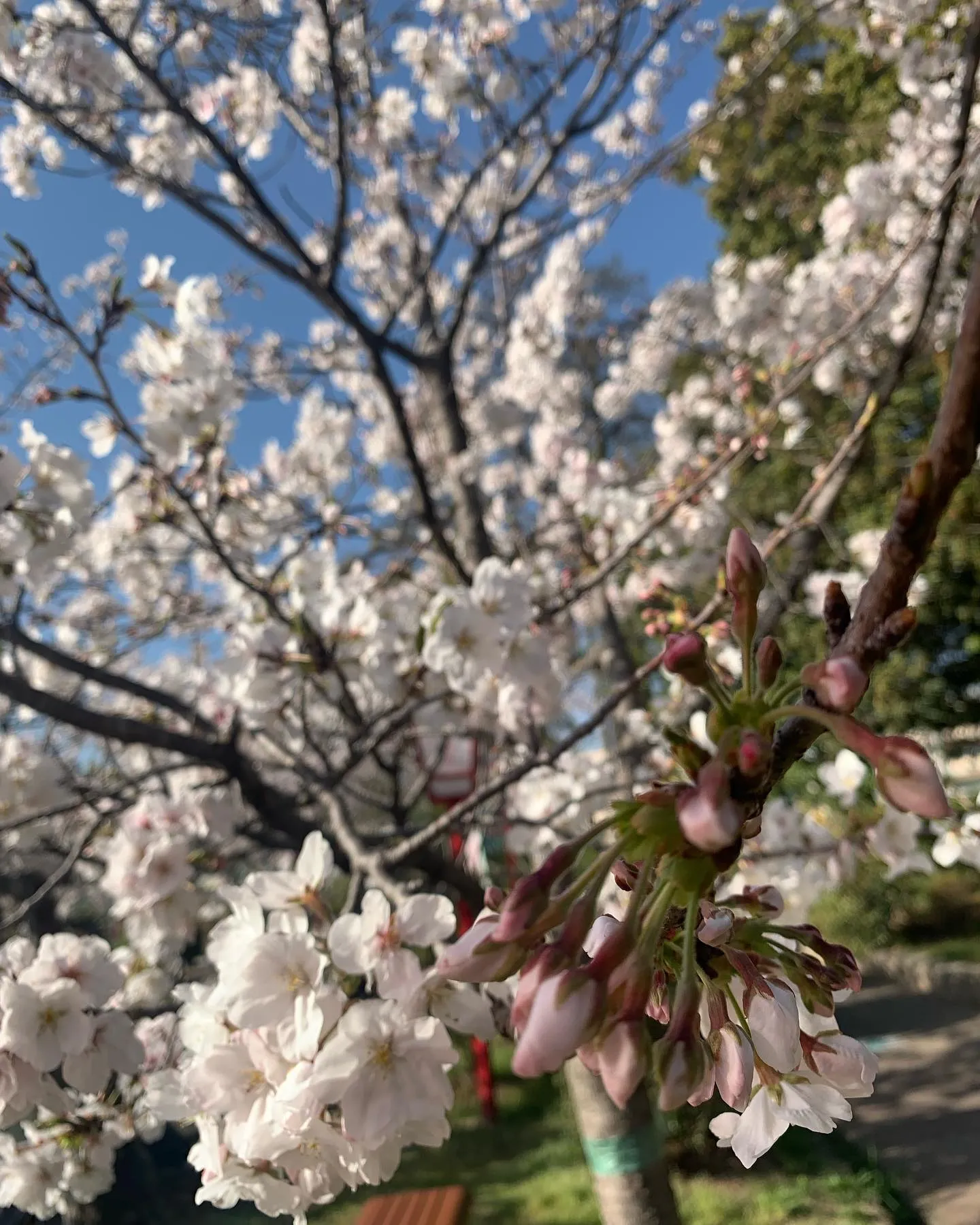 安城公園さくら祭り