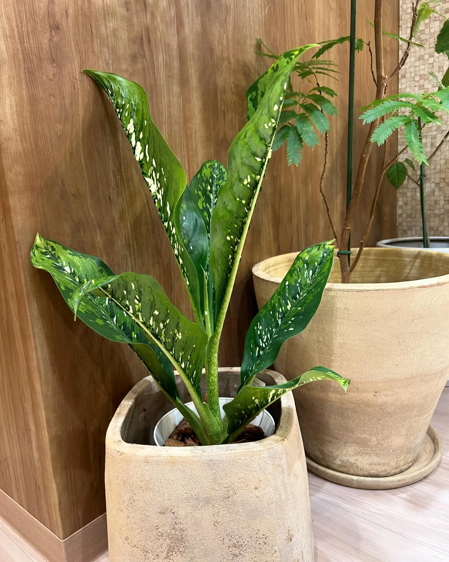 新しい仲間
